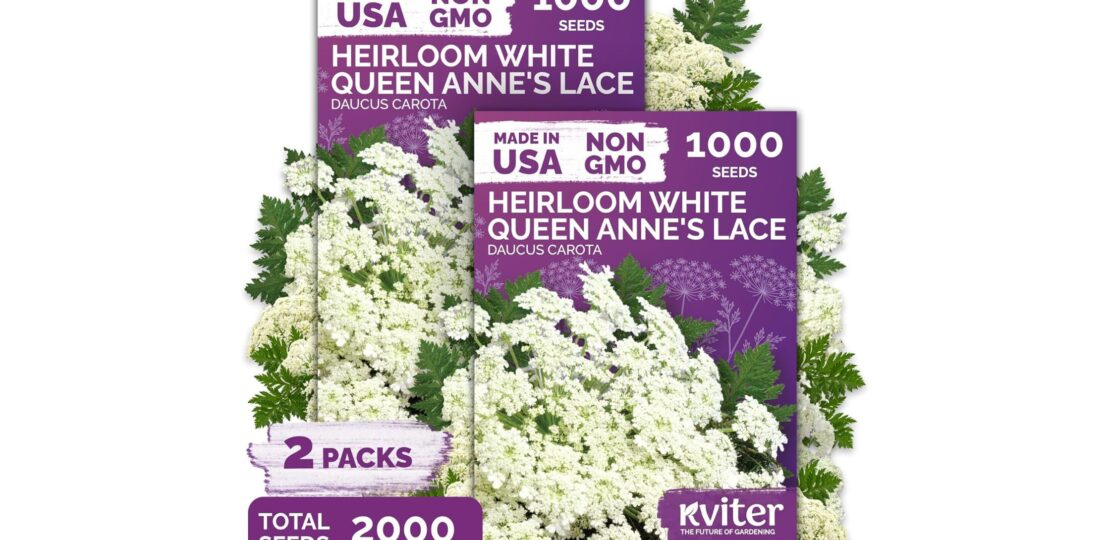 Queen Anne’s Lace Beauty, History, and Hidden Dangers of a Wildflower (1)